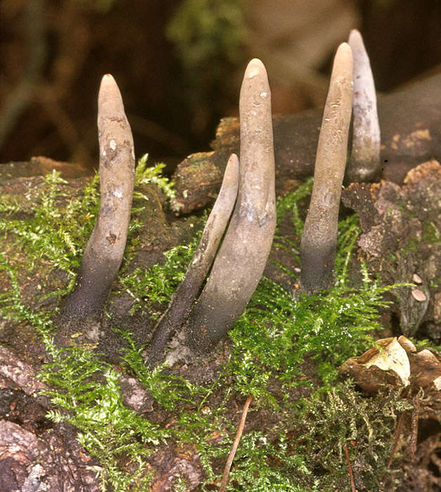 Imagem de Xylaria longipes Nitschke 1867