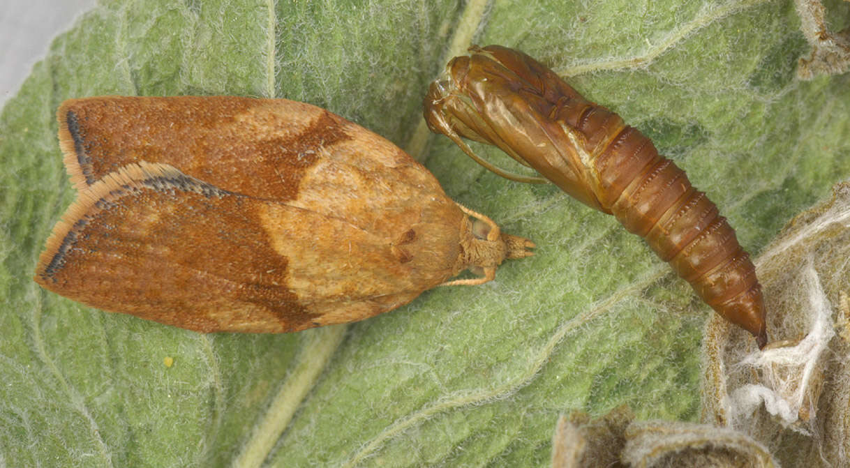 Image of Light brown apple moth