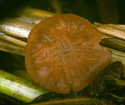 Image de Myriosclerotinia curreyana (Berk.) N. F. Buchw. 1947