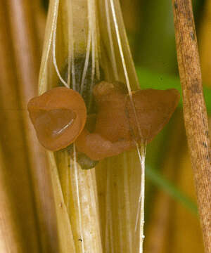 Image of Myriosclerotinia curreyana (Berk.) N. F. Buchw. 1947