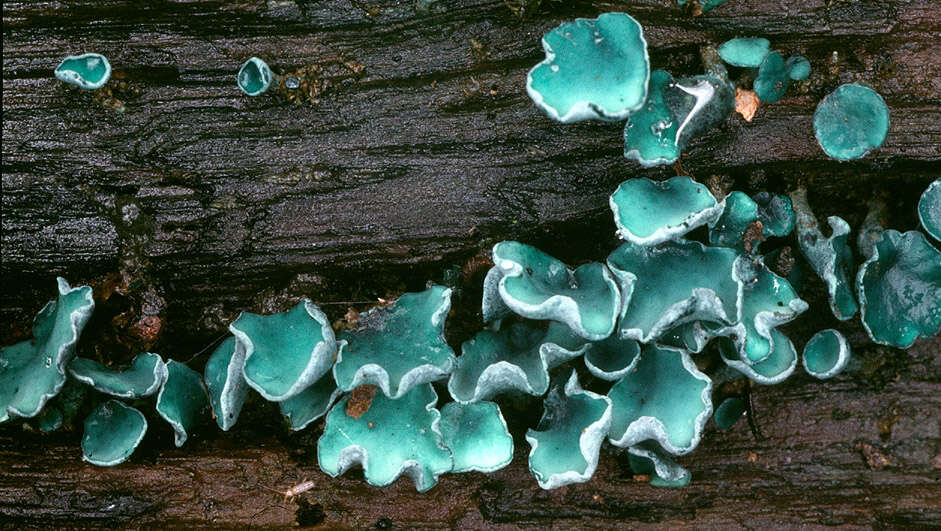 Image de Chlorociboria aeruginascens (Nyl.) Kanouse ex C. S. Ramamurthi, Korf & L. R. Batra 1958