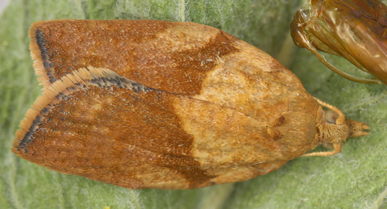 Image of Light brown apple moth