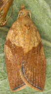 Image of Light brown apple moth