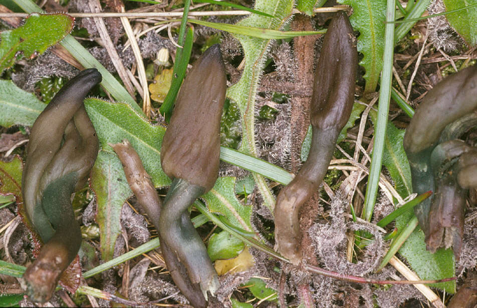 Image of Olive earthtongue