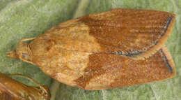 Image of Light brown apple moth