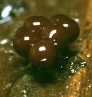 Image of Enerthenema papillatum