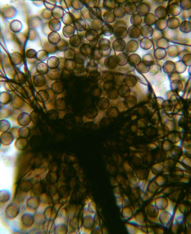 Image of Enerthenema papillatum