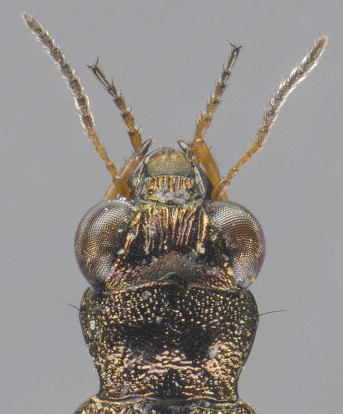 Image of beetles