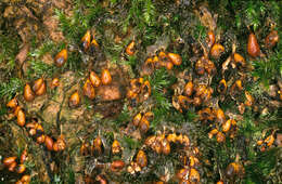 Image of Egg-shell Slime Mould