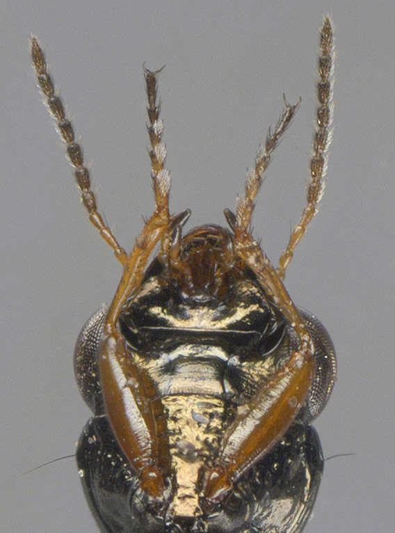 Image of Big-Eyed Bronze Beetle