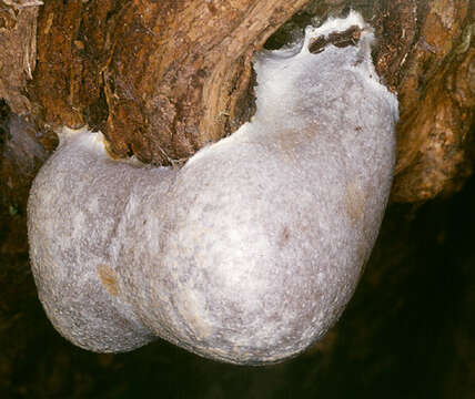 Image of Reticularia lycoperdon