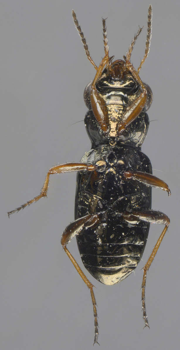 Image of Big-Eyed Bronze Beetle