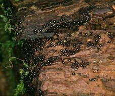 Image of Metatrichia floriformis