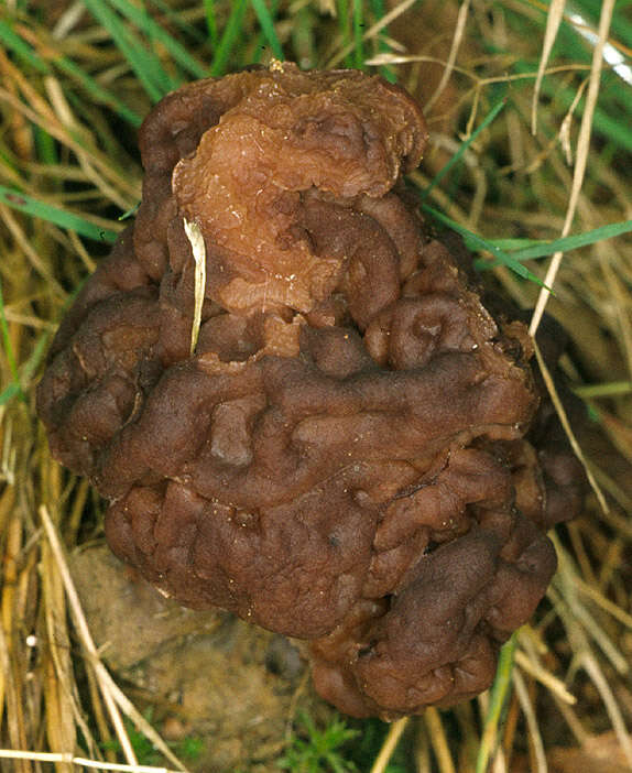 Image of Gyromitra esculenta (Pers.) Fr. 1849