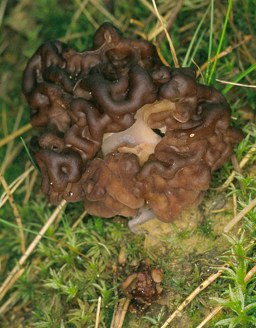 Image of Gyromitra esculenta (Pers.) Fr. 1849