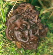 Image of Gyromitra esculenta (Pers.) Fr. 1849