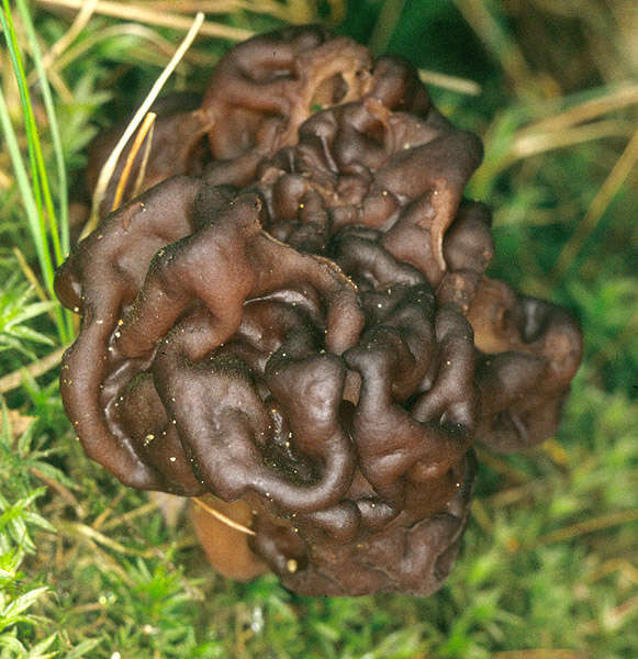 Image of Gyromitra esculenta (Pers.) Fr. 1849