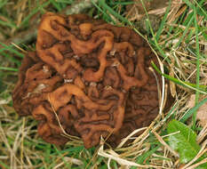 Image of Gyromitra esculenta (Pers.) Fr. 1849