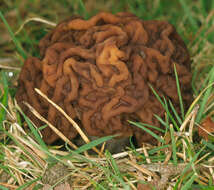 Image of Gyromitra esculenta (Pers.) Fr. 1849