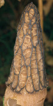 Image of Morchella esculenta (L.) Pers. 1801