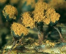 Image of Metatrichia floriformis