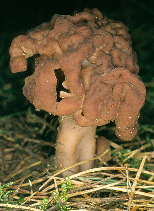 Image of Gyromitra esculenta (Pers.) Fr. 1849