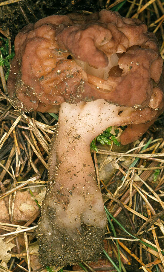 Image of Gyromitra esculenta (Pers.) Fr. 1849