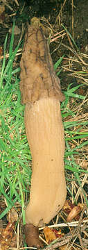 Image of Yellow Morel