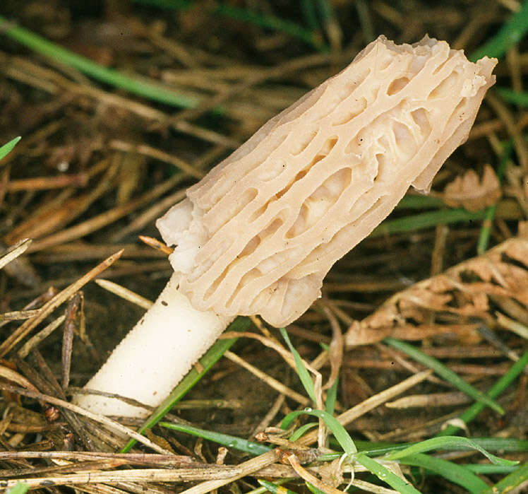 Plancia ëd Morchella elata Fr. 1822