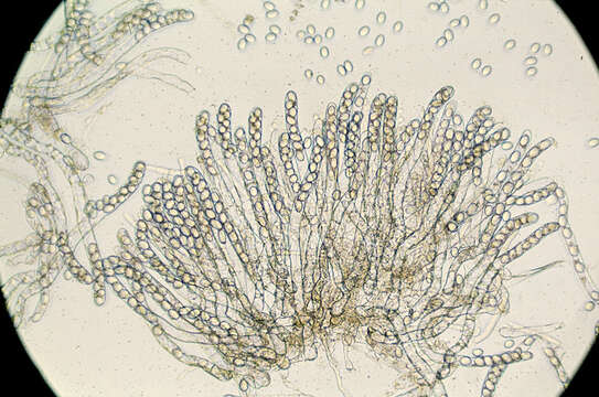 Plancia ëd Morchella elata Fr. 1822