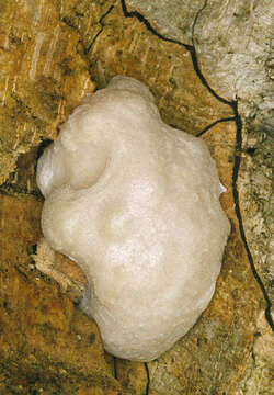 Image of Reticularia lycoperdon