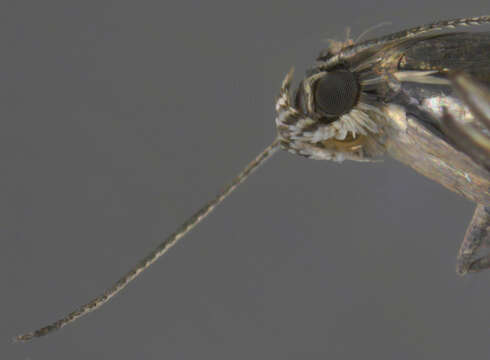 Image of Glyphipterix simpliciella Stephens 1834