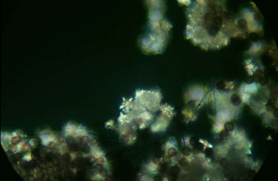 Image of Didymium bahiense