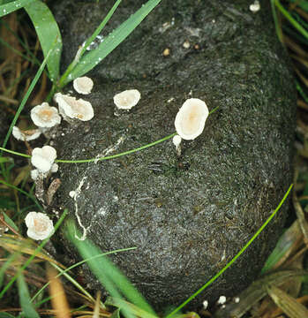 Image of Nail fungus