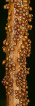 Image of Egg-shell Slime Mould