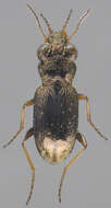 Image of Big-Eyed Bronze Beetle