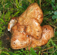 Image of Hypocreaceae
