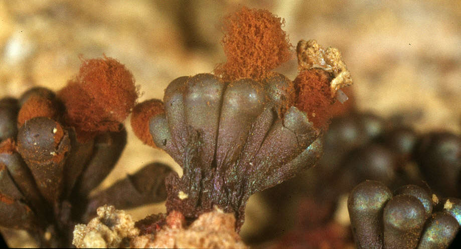 Image of Metatrichia vesparium