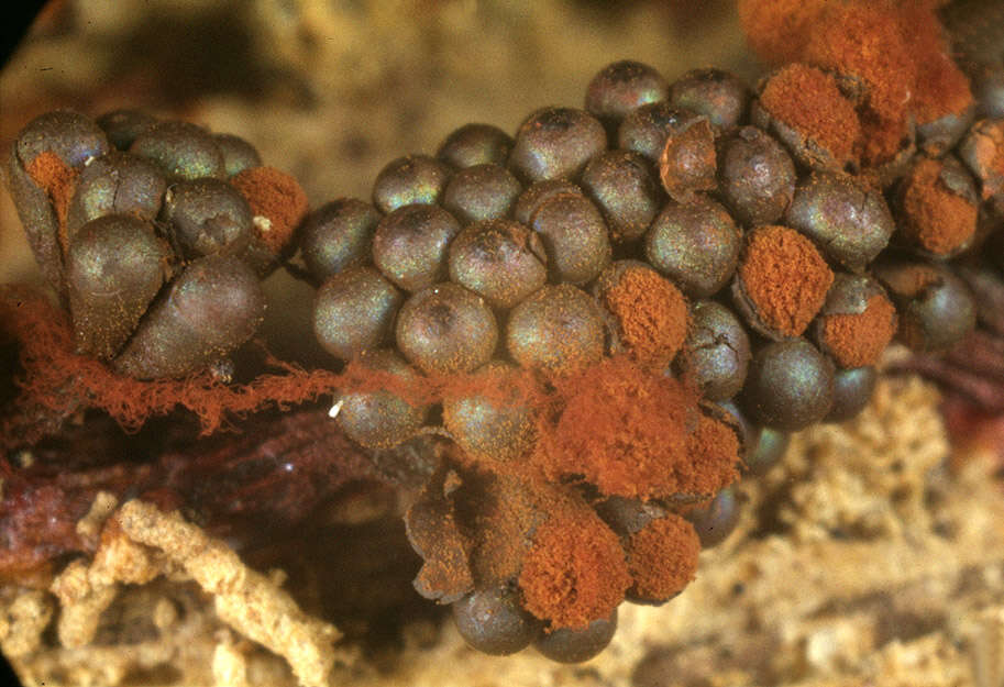 Imagem de Metatrichia vesparium