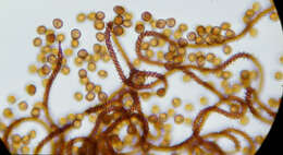 Image of Metatrichia vesparium