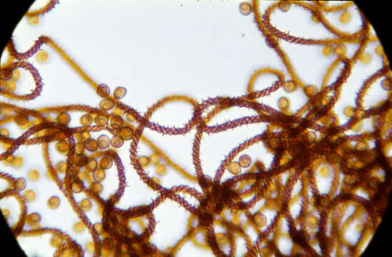 Image of Metatrichia vesparium