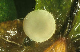 Image of Pezoloma ciliifera (P. Karst.) Korf 1971