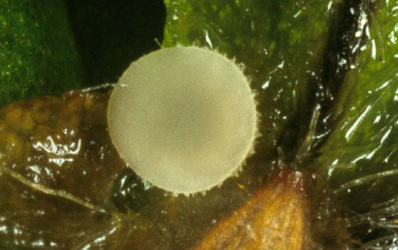 Image of Pezoloma ciliifera (P. Karst.) Korf 1971