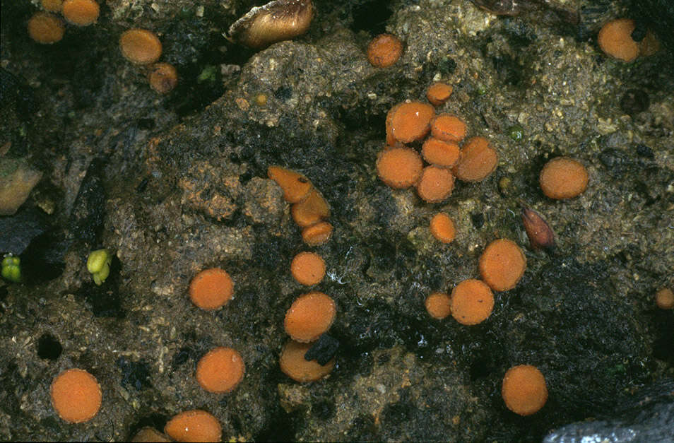 Image of Anthracobia macrocystis (Cooke) Boud. 1907