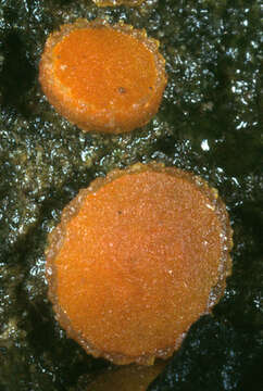 Image of Anthracobia macrocystis (Cooke) Boud. 1907