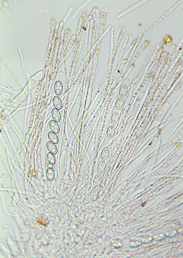 Image of Anthracobia maurilabra (Cooke) Boud. 1907