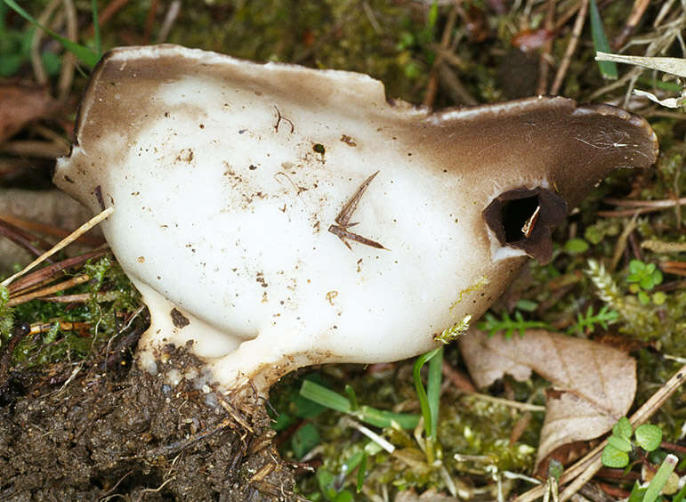 صورة Helvella leucomelaena (Pers.) Nannf. 1941