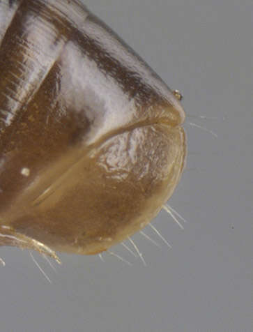 Image of Cylindroiulus caeruleocinctus (Wood 1864)