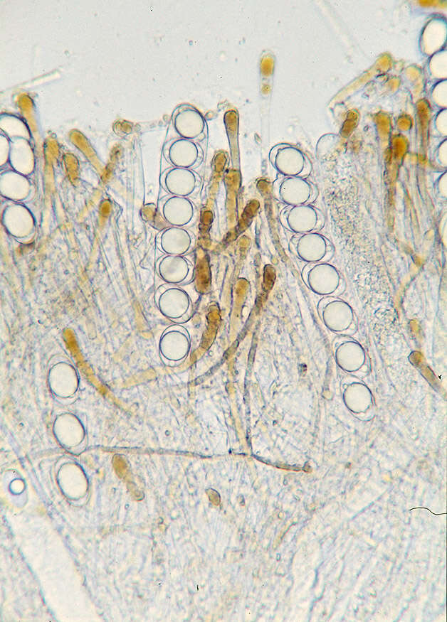 صورة Helvella leucomelaena (Pers.) Nannf. 1941