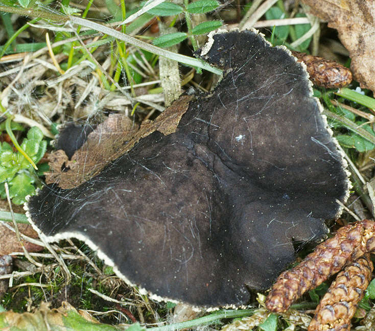 Image of Helvella corium (O. Weberb.) Massee 1895